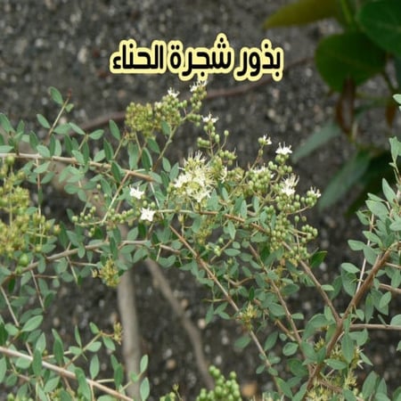 بذور شجرة الحناء ( 10 بذرات )