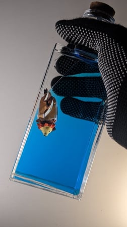 سفينة طاقم لوفي ثاوزند ساني-غو داخل قارورة.