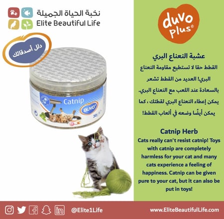 دوفو عشبة النعناع البري Catnip Herb