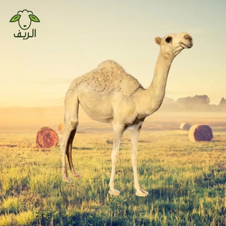 حاشي مرابي (20) كيلو