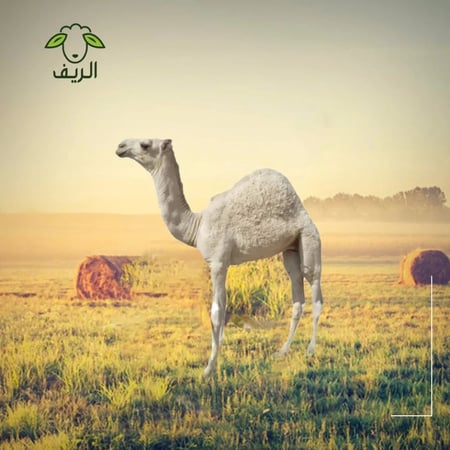 مفروم حاشي (10) كيلو