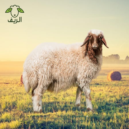 احصل على نصف خروف كشميري للبيع من سلالة نعيمي كشميري بسعر حصري ومميز