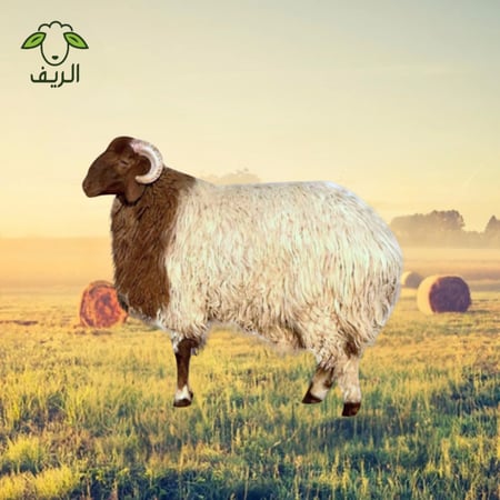 خروف نعيمي بلدي ( 16-18 ) كيلو