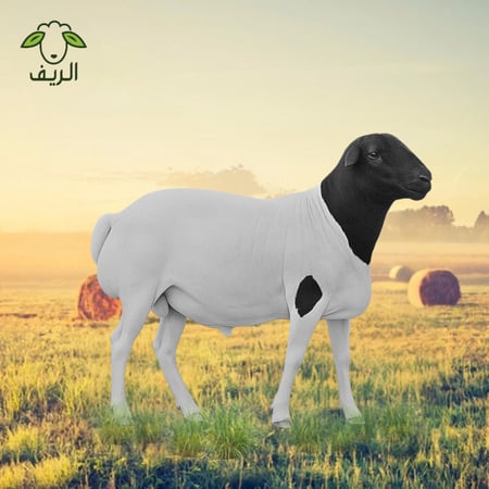 خروف بربري مرابي ( 10-12 ) كيلو