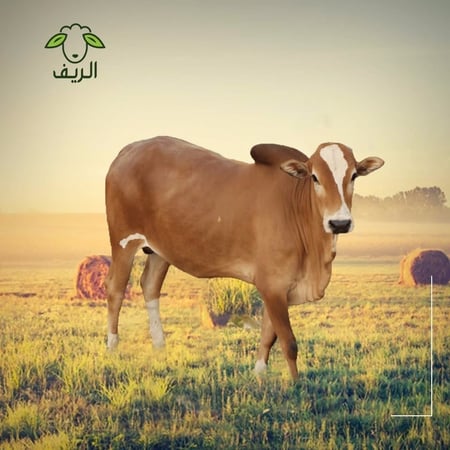 عجل مبرد (3) كيلو عظم