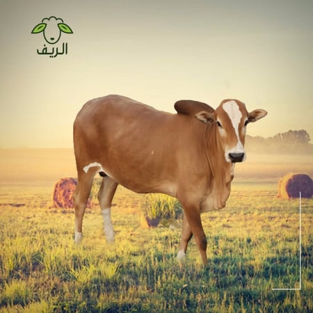 احصل على 10 لحم عجل طازج صافي وتذوق اجود اللحوم من متجر الريف للحوم