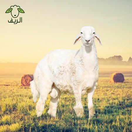 احصل على خروف حري جذع وسط بلحم طري وطعم لذيذ وسعر مميز وتوصيل مجاني