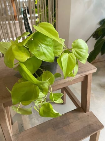 فيلودندرون اخضر اصيص 12 سم