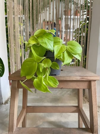 فيلودندرون اخضر اصيص 12 سم