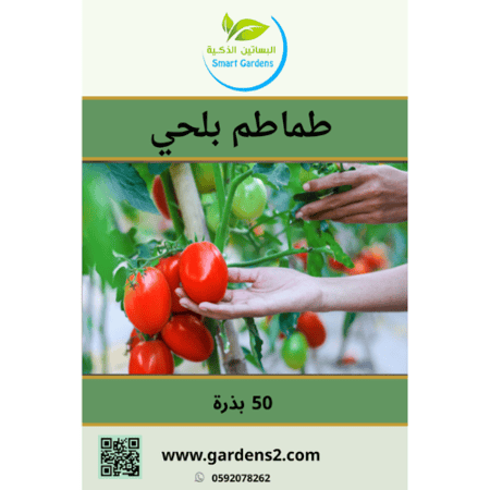 طماطم بلحي