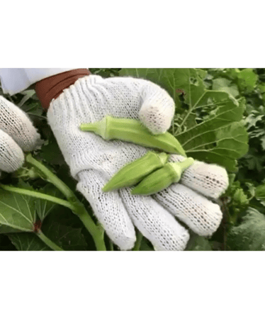 بذور بامية حبة صغيرة ( حساوية )