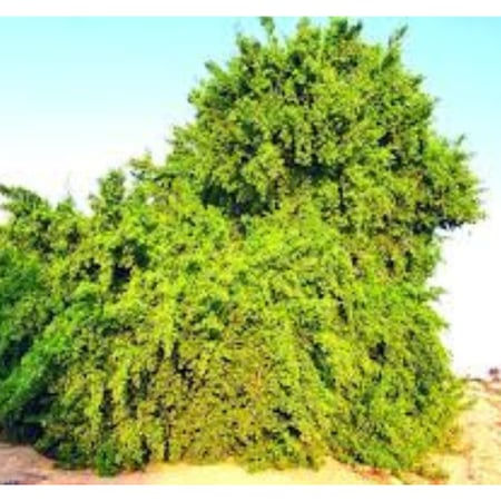 بذور شجرة أراك (المسواك )