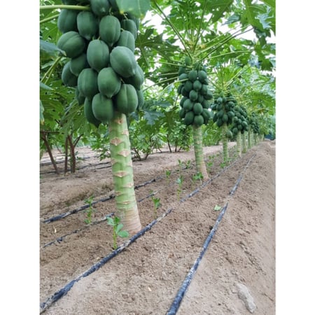 بذور بابايا ريد لادي