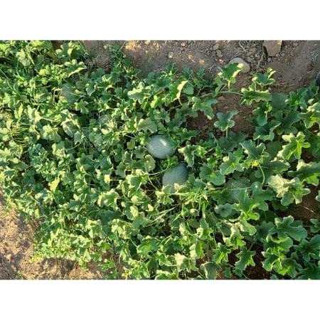 بذور شمام داليا F1هجين