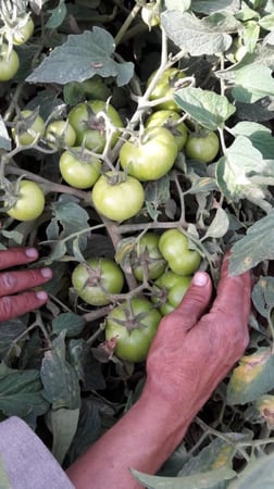 بذور طماطم تالا F1 هجين مكشوف