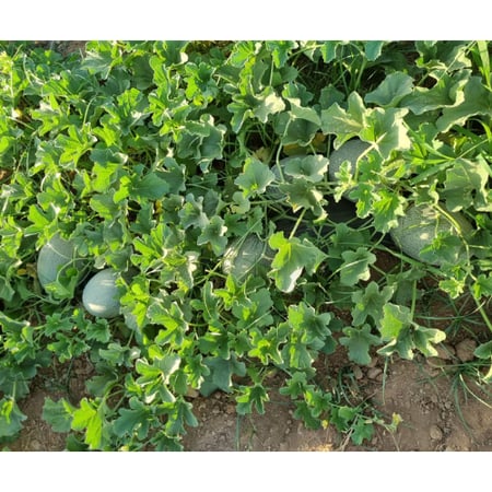 بذور شمام داليا F1هجين