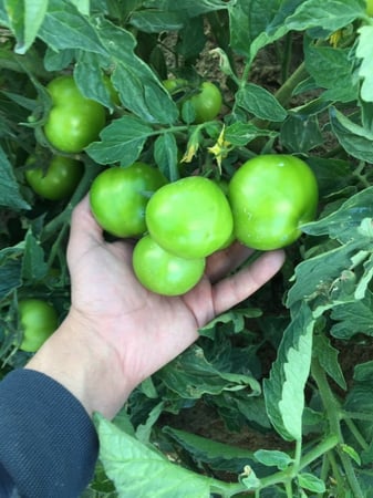 بذور طماطم تالا F1 هجين مكشوف