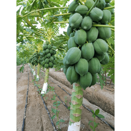 بذور بابايا ريد لادي