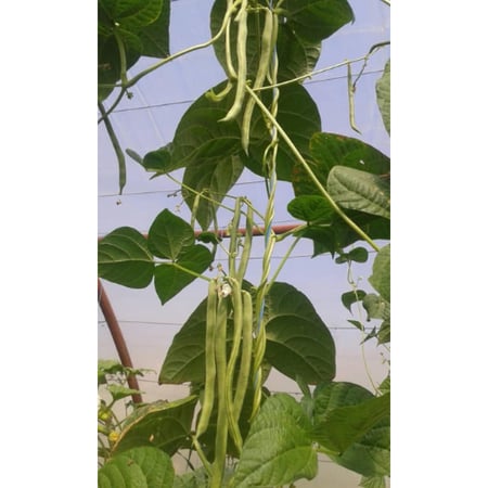 فاصوليا متسلقة