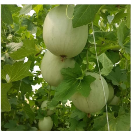 بذور شمام صيني صنف رد كوين