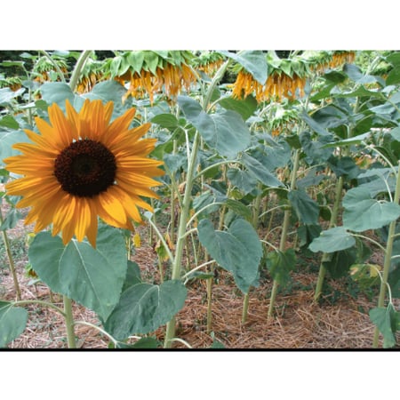 بذور عباد الشمس