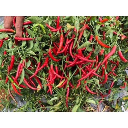 بذور فلفل حار سوبر حربا