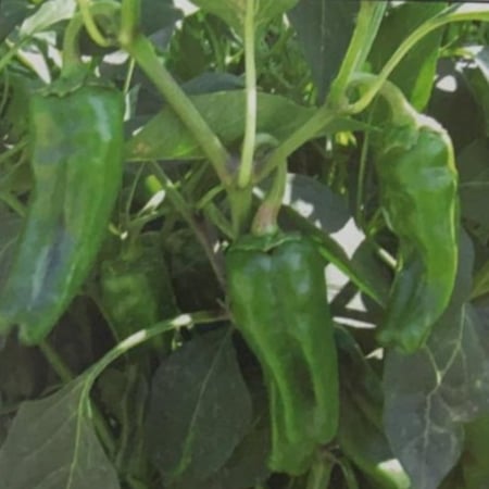 بذور فلفل شقراء بلدي