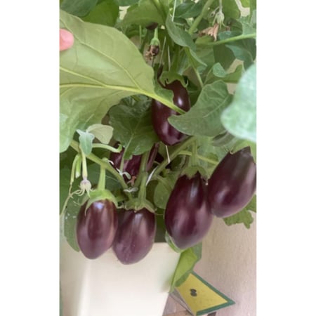 باذيجان صنف بترا F1 هجين