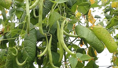 بذور فاصوليا متسلقة