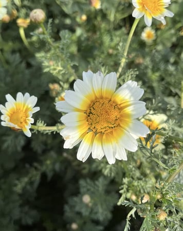 بذور قحوان البستاني