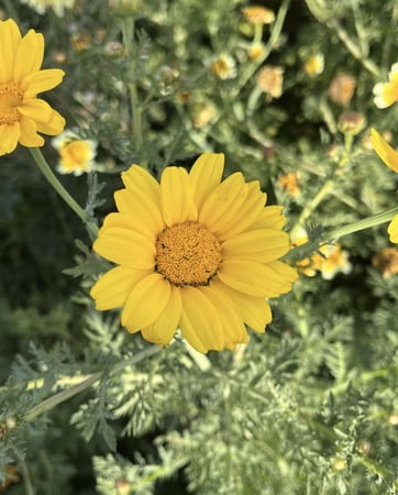 بذور قحوان البستاني