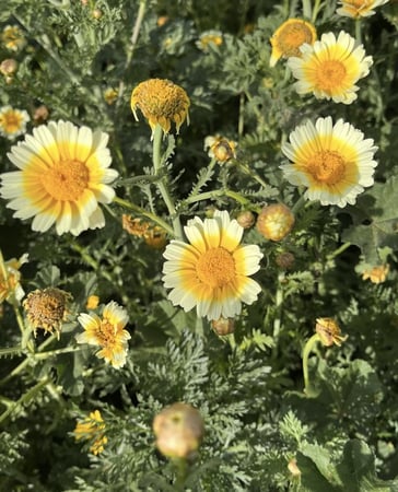 بذور قحوان البستاني