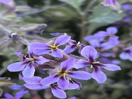 بذور الخزامى