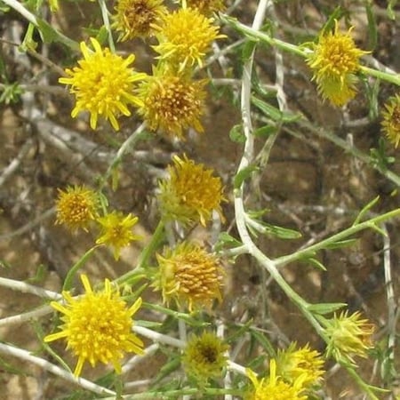 بذور نبات العرفج