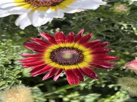 بذور قحوان متعدد الالوان كاريناتيد