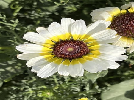 بذور قحوان متعدد الالوان كاريناتيد