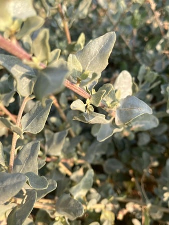 بذور الرغل البلدي القطف المعمر الرعوي العملاق