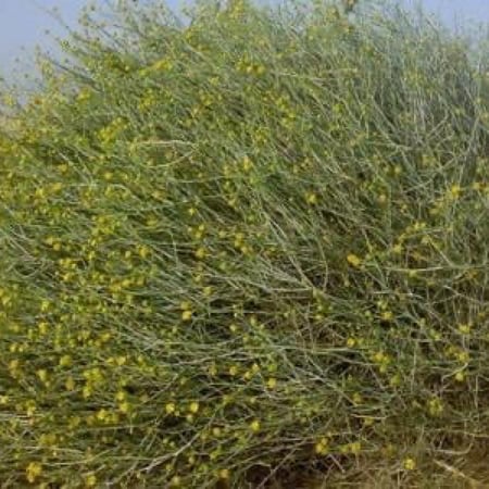 بذور نبات العرفج