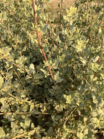 بذور الرغل البلدي القطف المعمر الرعوي العملاق