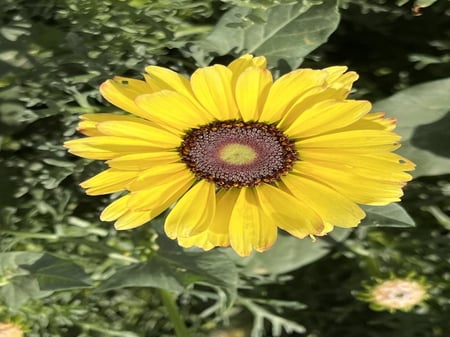 بذور قحوان متعدد الالوان كاريناتيد