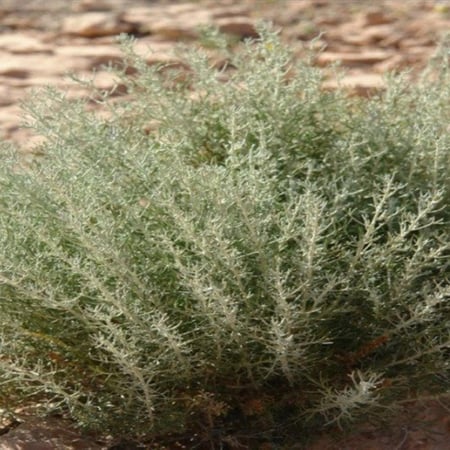 بذور نبات الشيح