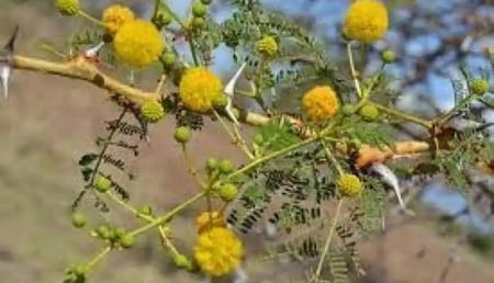 بذور طلح سيال الاحمر