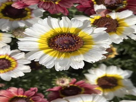 بذور قحوان متعدد الالوان كاريناتيد