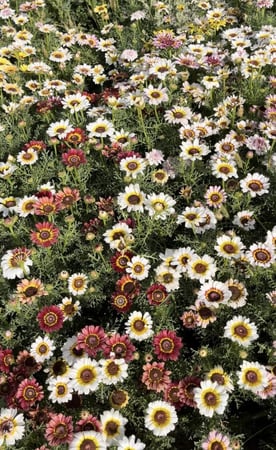 بذور قحوان متعدد الالوان كاريناتيد