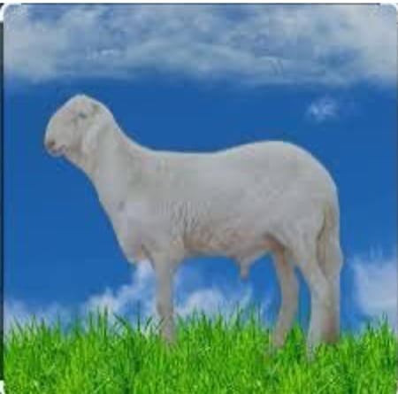 سواكن جبر