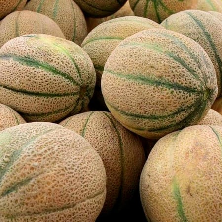 بذور شمام هجين f1 سويتي من Bio Zenith