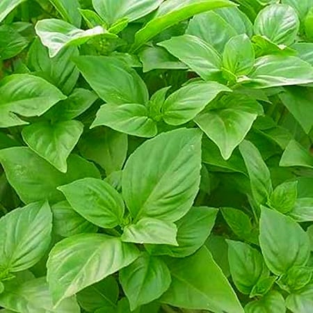 بذور ريحان حلو إيطالي كلاسيكو