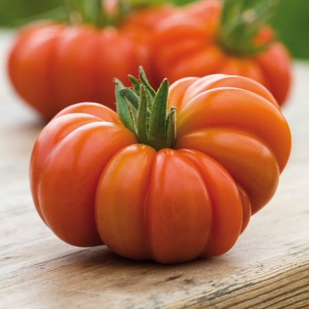 بذور طماطم Costoluto Fiorentino – بيف ستيك إيطالية