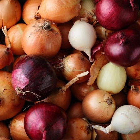 خليط بذور البصل ( ثلاثة ألوان )