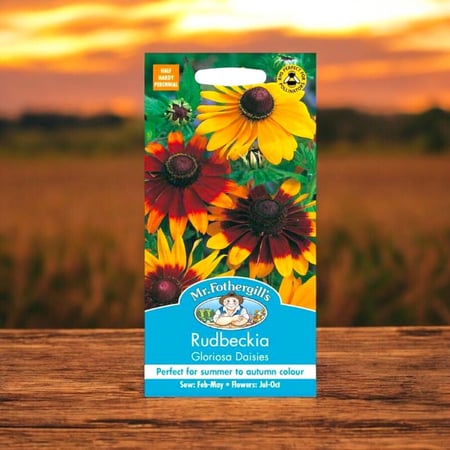 بذور زهرة رودبيكيا جلوريوسا دايزيس